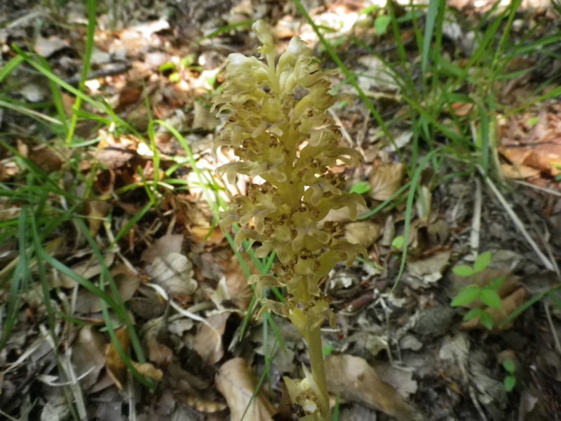 Un fiore sbiadito - Neottia nidus-avis